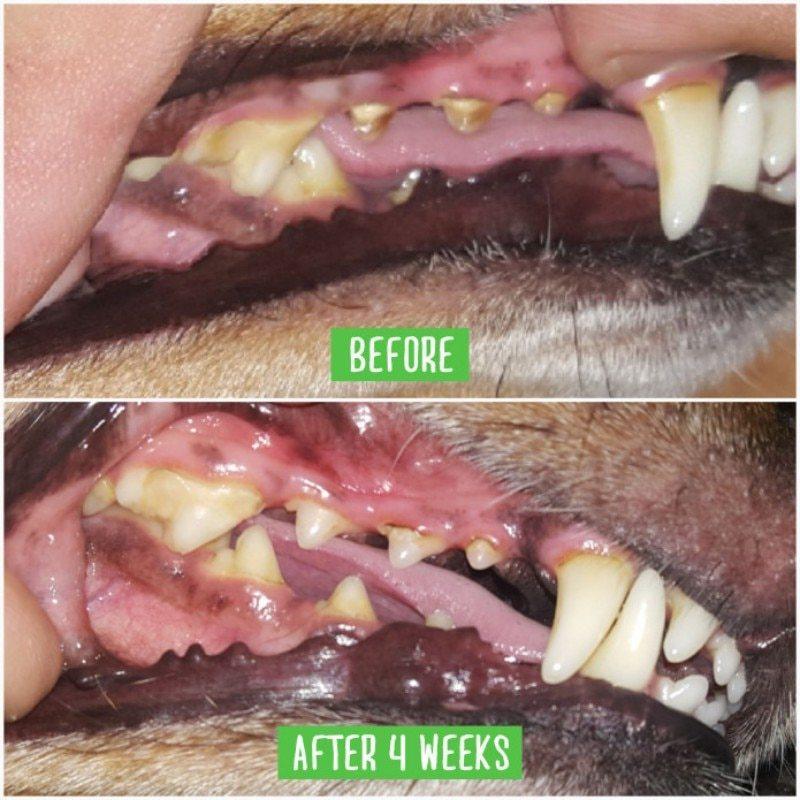 Toothbrush for Dogs